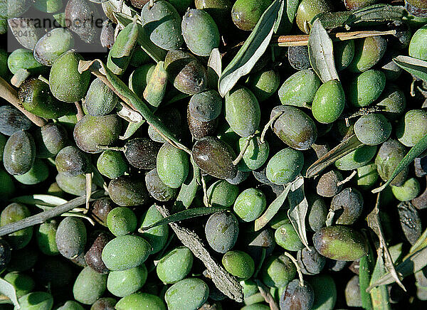 Olives from harvest in West Bank