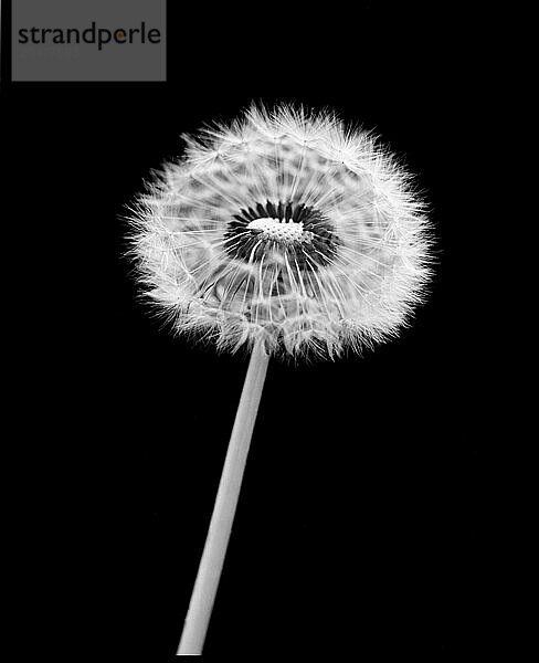 Dandelion with seeds