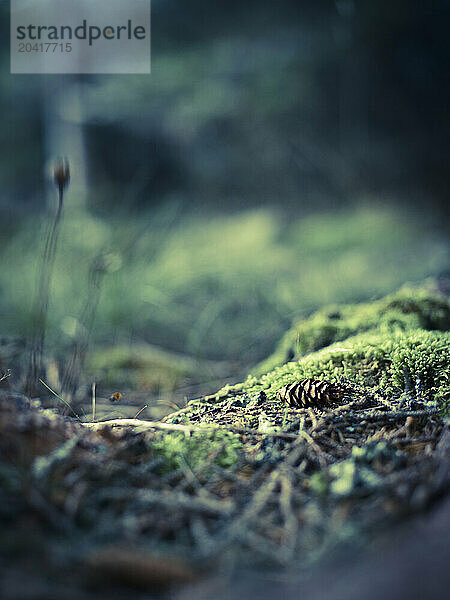 treasures on the forest floor