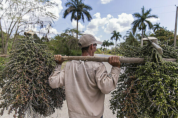 Rear view of man carrying palm tree seeds  Cuba