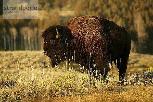 Yellowstone