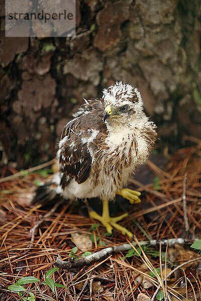 Young Red-Tailed hawk on ground