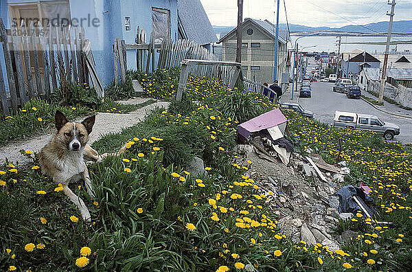 Environmental Tierra del Fuego -- Invasive Species