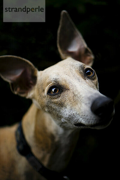 A close up photo of a Whippet  a medium sized sighthound breed  staring off into the distance.