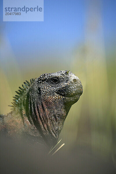 Iguana  Conolophus pallidus  Santa Fe island