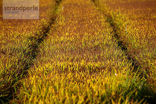 Rice-fields in Arguedas