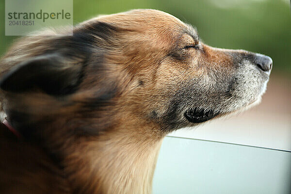 A dog's head is blown by wind out of car window.