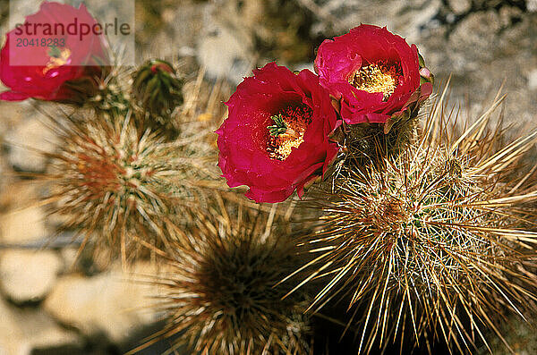 Flowers on cactus in desert  South Mountain  Phoenix  Arizona.