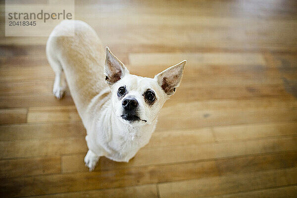 Small Dog looking up.