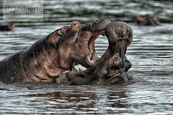 Hippo -Hippopotamus amphibius-Democratic Republic of Congo Garamba National Park Garanba river