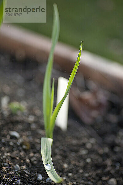 Organic garlic sprouts from the ground in a raised garden bed in a Seattle  Washington garden.