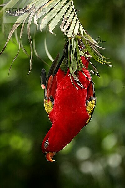 parrot hangs on a branch  Bali