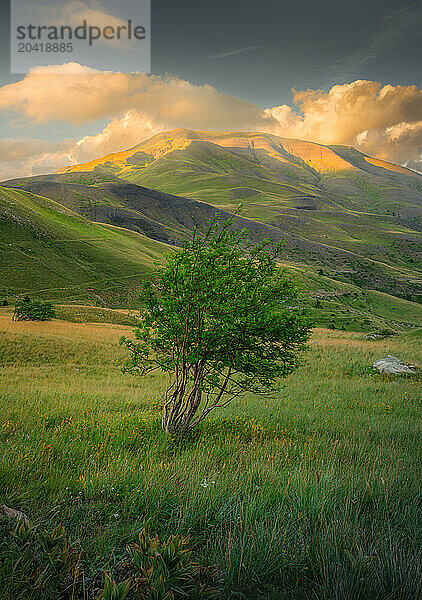 Gnarled Mountain Tree at Sunset over Col de Vars in French Alps