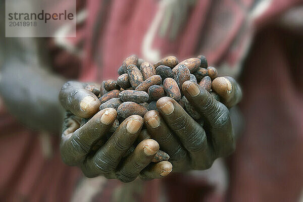 Hands holding cocoa beans  Theobroma cacao  Ghana  Africa.