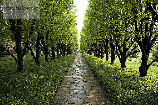 Tree lined garden path