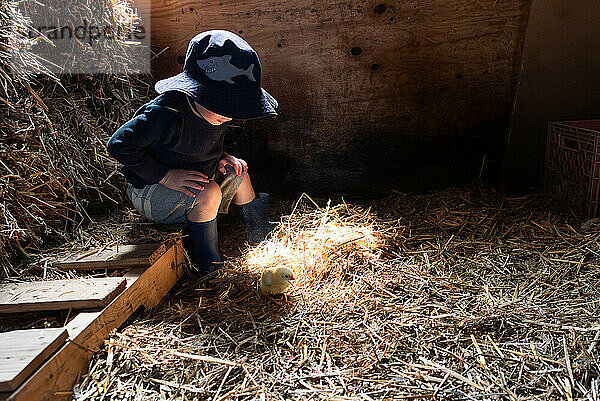 Toddler in hat observing chick in sunlit barn