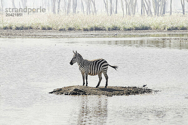 A lone zebra keeps lookout on a tiny island in Lake Nakuru Kenya