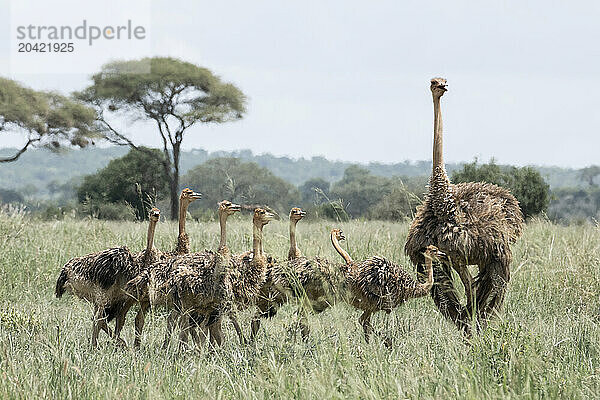 A family of ostriches on the african plains