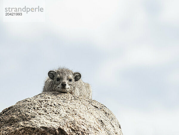 A cute look hyrax keeps a vigilent eye on the photographer and p