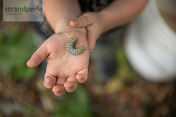 Child's hands holding a caterpillar  close-up