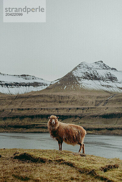 stoic sheep alongside the mountains