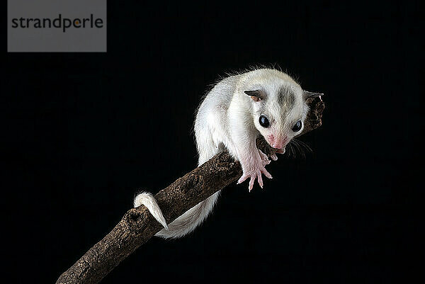 Sugar glider ( Petaurus breviceps ) on tree branch