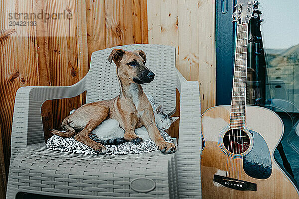 Brown dog relaxing on a chair while sitting on a cat