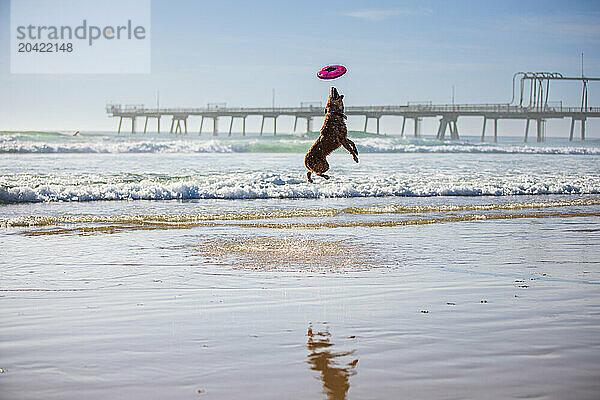 Dog jumping to catch frisbee on beach with a pier in the background