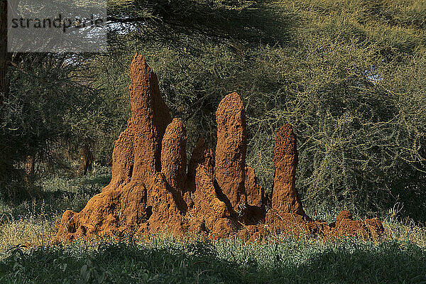 Towers of a termite hill stand tall in an African forest