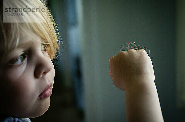 Child closely observing a daddy longlegs spider on their hand