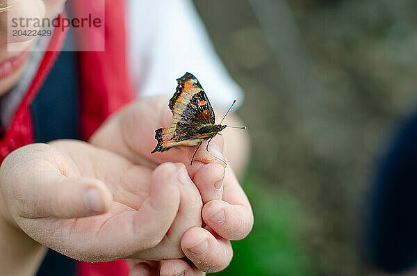 Close up of child holding a painted lady butterfly on hands