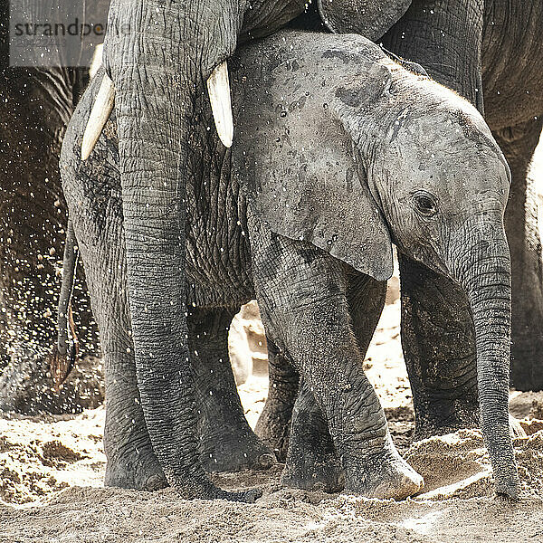 A baby elephant take refuge in the safety underneath his mother'