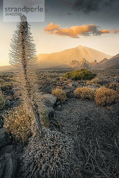 Teide Volcano Sunset  Tenerife - Red Bugloss Flower in Winter