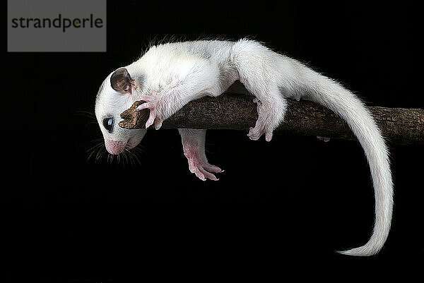 Sugar glider ( Petaurus breviceps ) on tree branch