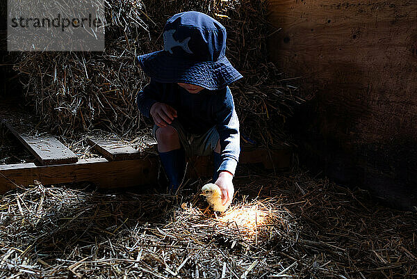 Toddler in Hat Playing with Baby Chick in a Barn