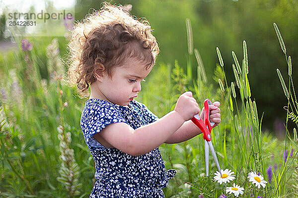 Toddler girl using scissors to cut wildflowers