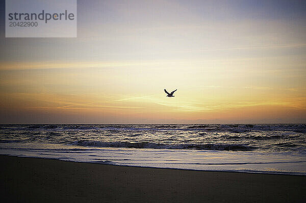 Seagull flying over calm beach at sunrise