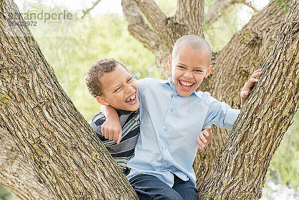 Laughing Brothers playing in tree together