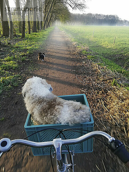 Riding with my two best furry friends on a misty trail in Europe.