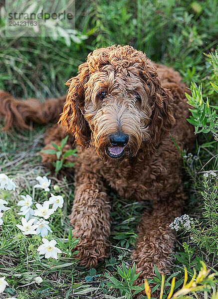 Curly-haired brown poodle sitting among spring wildflowers