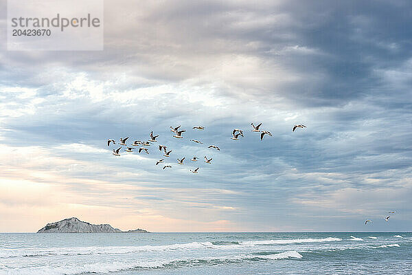 Flock of seagulls flying over ocean at dusk