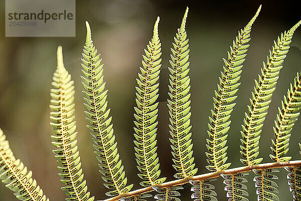 Fern leaf in New Zealand