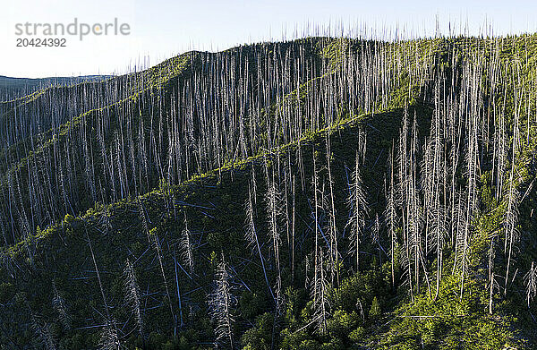 Remains of burned trees dot a forest after a recent fire