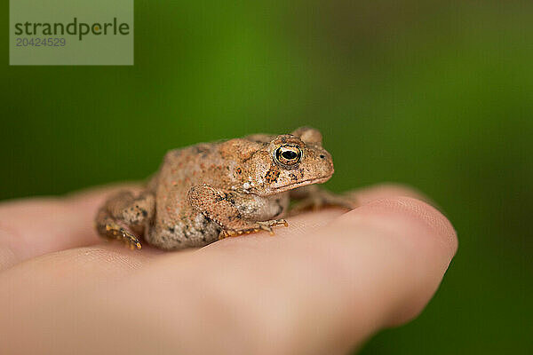 A Small American Toad on Someone's Hand