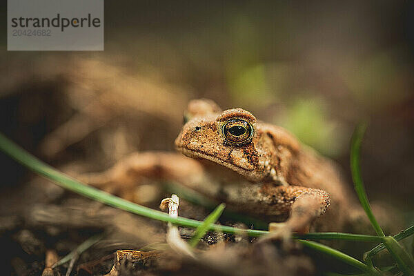 Portrait of an American Toad in a Garden