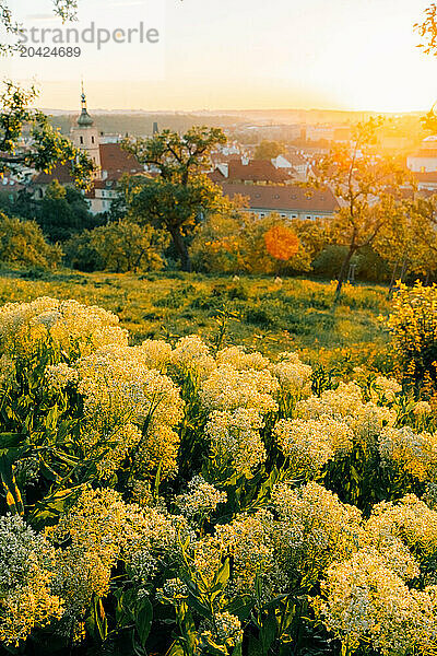 Summer panorama of Prague at dawn