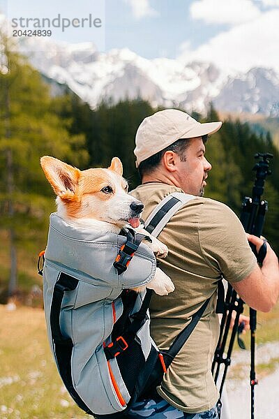 Hiking in the mountains for corgi dogs when tired and hot