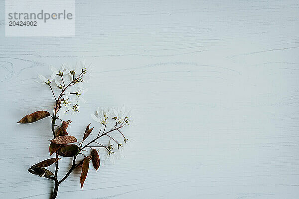 Blossom flat lay on white background 1