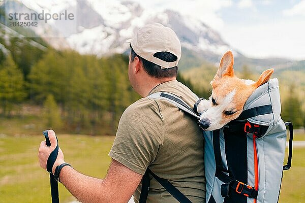 Corgi dog is tired on a hike  a man carries it on his back