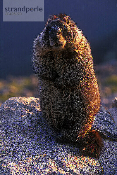 A plump marmot posing for the camera on top of Hurricane Ridge in rocky mountain national park Colorado.